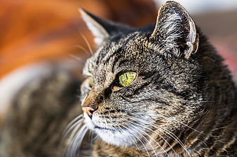 Close-up portrait of a tabby cat with green eyes