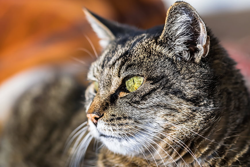Close-up portrait of a tabby cat with green eyes
