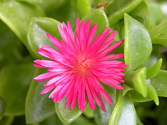 Vibrant Pink Ice Plant Flower Close-Up