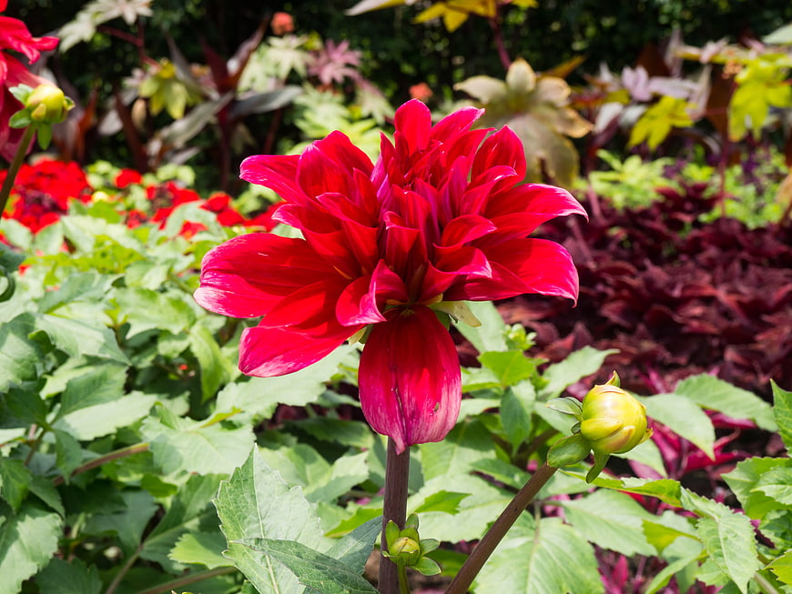 Vibrant Red Dahlia Bloom in Lush Garden