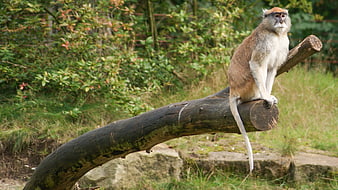 Patas Monkey Sitting on a Log in Natural Habitat