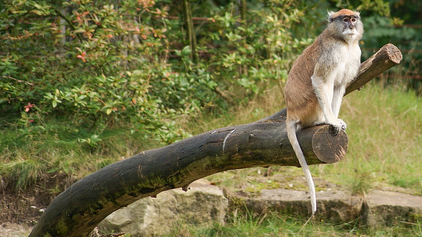 Patas Monkey Sitting on a Log in Natural Habitat