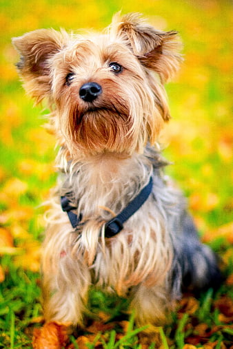 Cute Yorkshire Terrier Puppy Sitting in Autumn Leaves