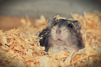 Cute Hamster Peeking Out Of Wood Shavings Bedding