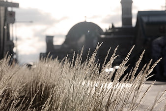 Dry ornamental grass in foreground with blurred train background