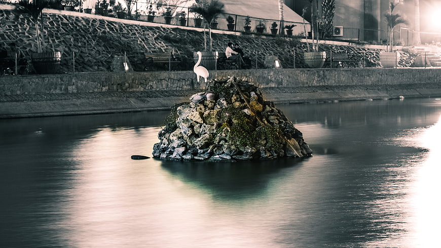 White Flamingo Standing on Rocky Island in River