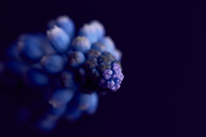 Macro shot of blue muscari flower buds on dark background