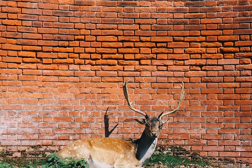 Spotted Deer Resting Against Red Brick Wall