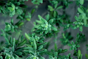 Close-up of green leafy plant with blurred background