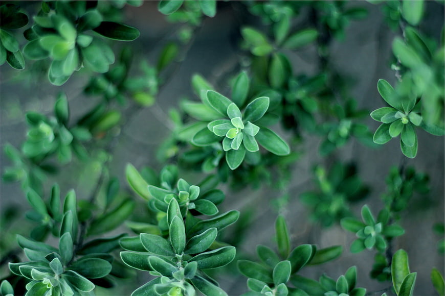 Close-up of green leafy plant with blurred background