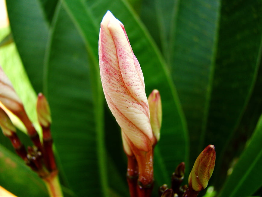 Close-up of a pink and white plumeria flower bud