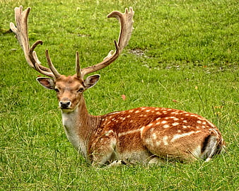 Spotted Deer with Antlers Resting in Green Grass