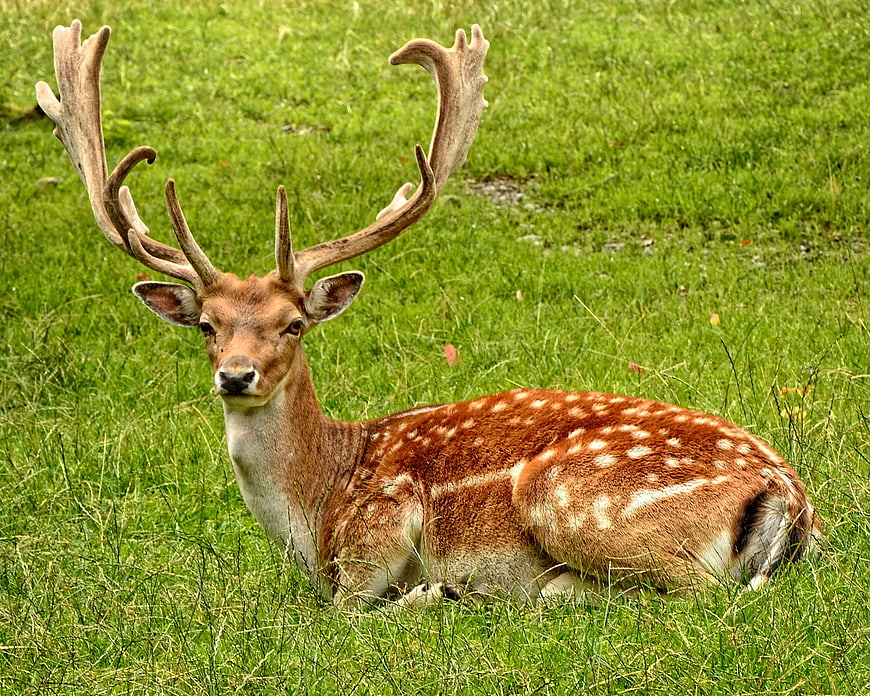 Spotted Deer with Antlers Resting in Green Grass