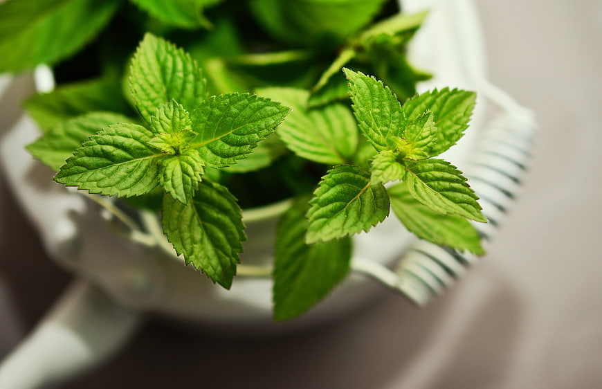 Fresh Mint Leaves in White Teapot