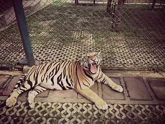 Tiger yawning in zoo enclosure behind chain-link fence