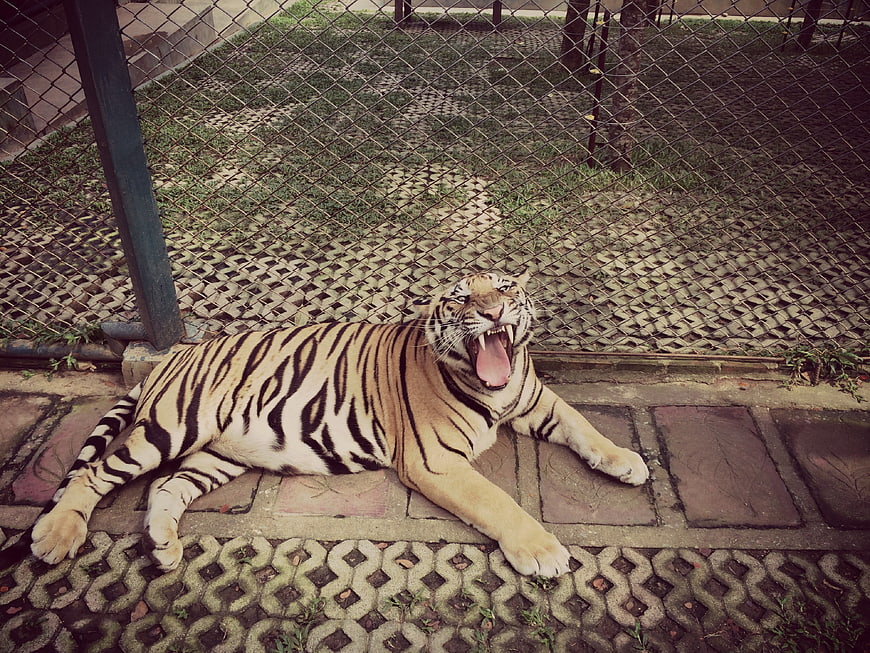 Tiger yawning in zoo enclosure behind chain-link fence