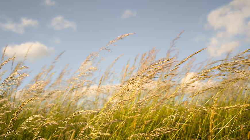 Golden tall grass swaying in wind against blue sky