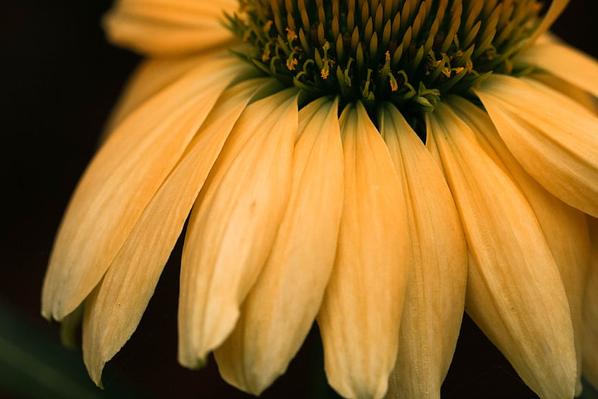 Close-up of yellow coneflower petals with dark background