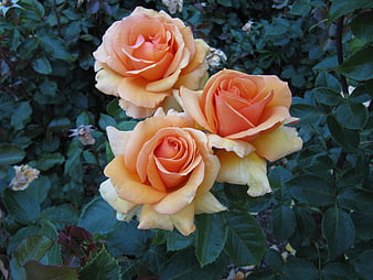 Cluster of Peach and Yellow Roses in Garden
