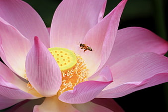 Honeybee Pollinating Pink Lotus Flower Close Up
