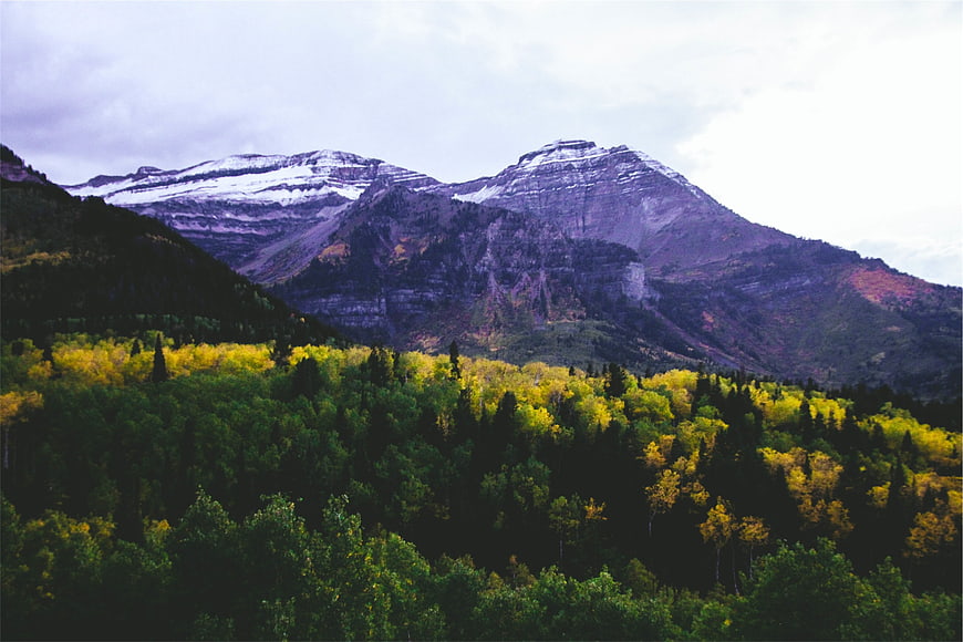 Snow-Capped Mountains Overlooking Golden Aspen Forest in Autumn