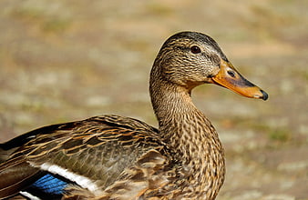 Close-up of a female mallard duck with blue speculum feathers