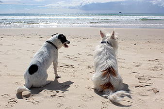 Two dogs sitting on a sandy beach looking out at the ocean