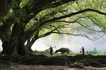 Farmers and Water Buffalo Under Ancient Tree in Morning Mist