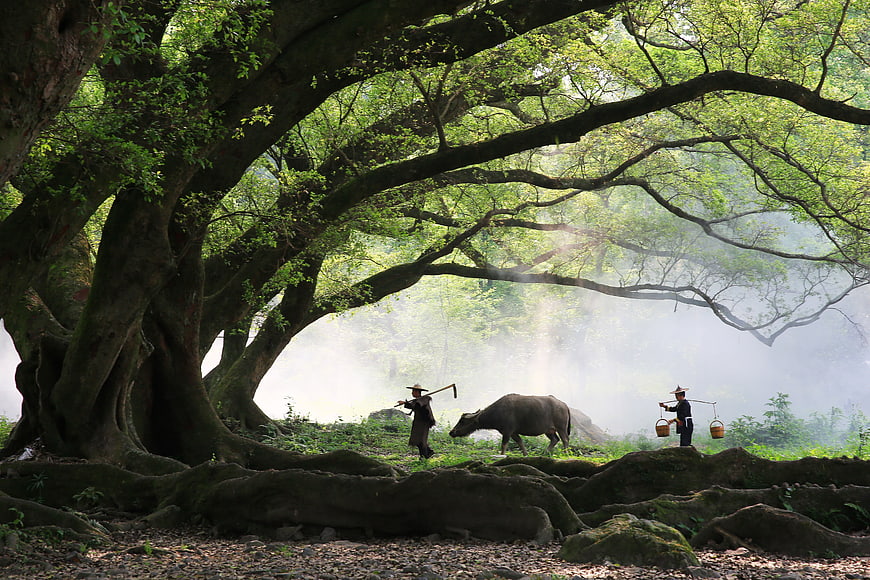 Farmers and Water Buffalo Under Ancient Tree in Morning Mist