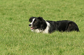 Black and white border collie lying in green grass