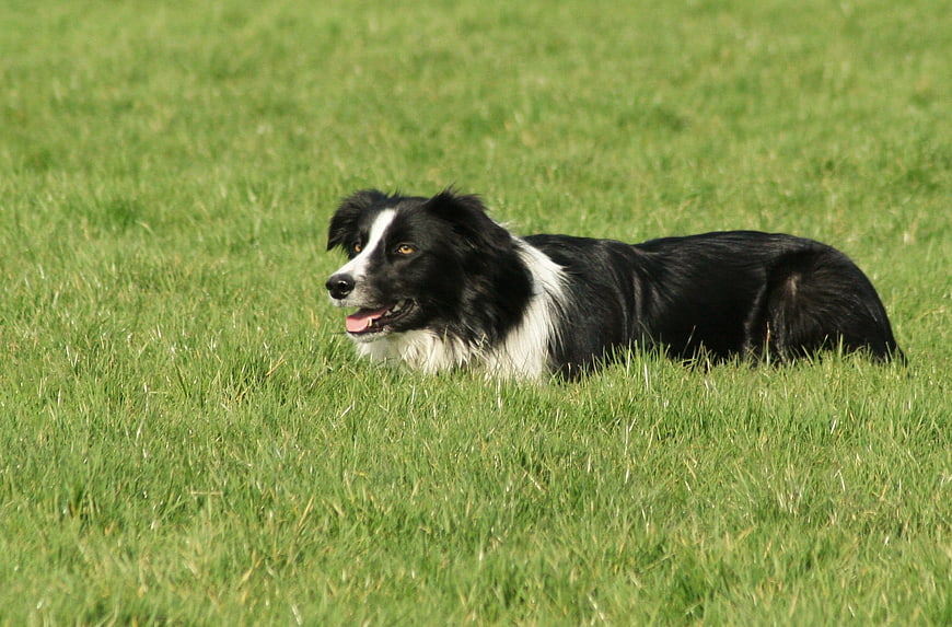 Black and white border collie lying in green grass