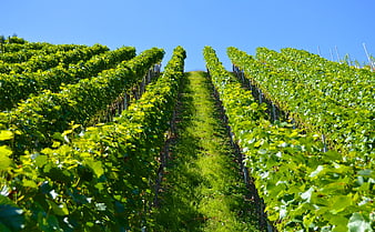 Lush Green Vineyard Rows On A Sunny Hillside