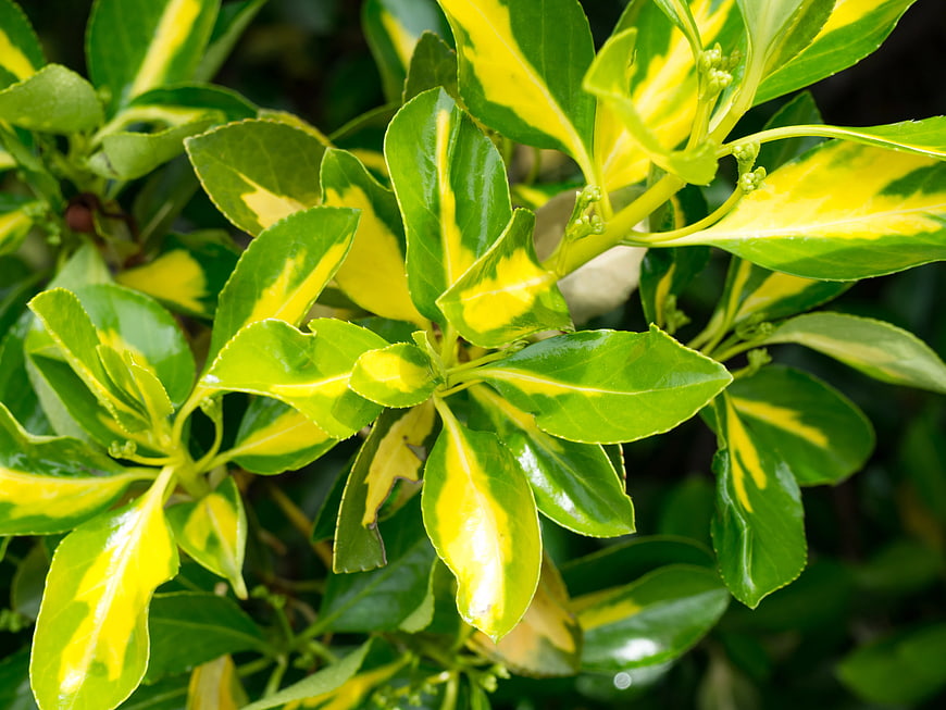 Close-up of Variegated Green and Yellow Leaves