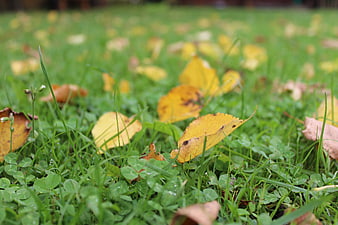 Yellow autumn leaves on green grass with clover