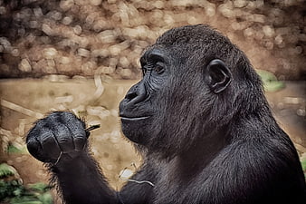 Gorilla Holding Twig In Profile