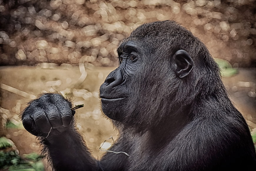 Gorilla Holding Twig In Profile