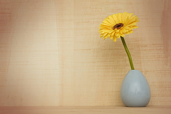 Yellow Gerbera Daisy in Blue Vase on Wooden Background