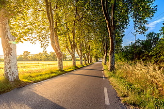Sunlit Country Road Lined with Plane Trees in Summer