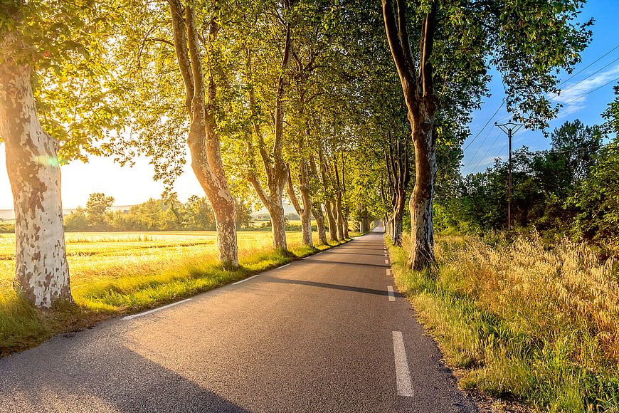 Sunlit Country Road Lined with Plane Trees in Summer