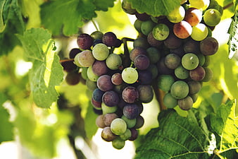Ripening Grapes on Vine in Sunlit Vineyard