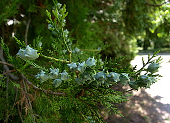 Close-up of green juniper berries on a branch