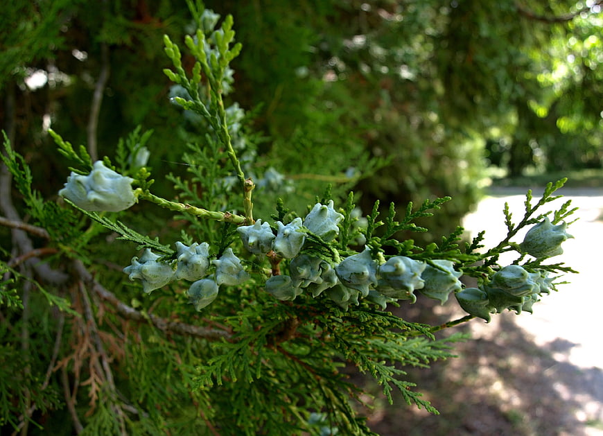 Close-up of green juniper berries on a branch