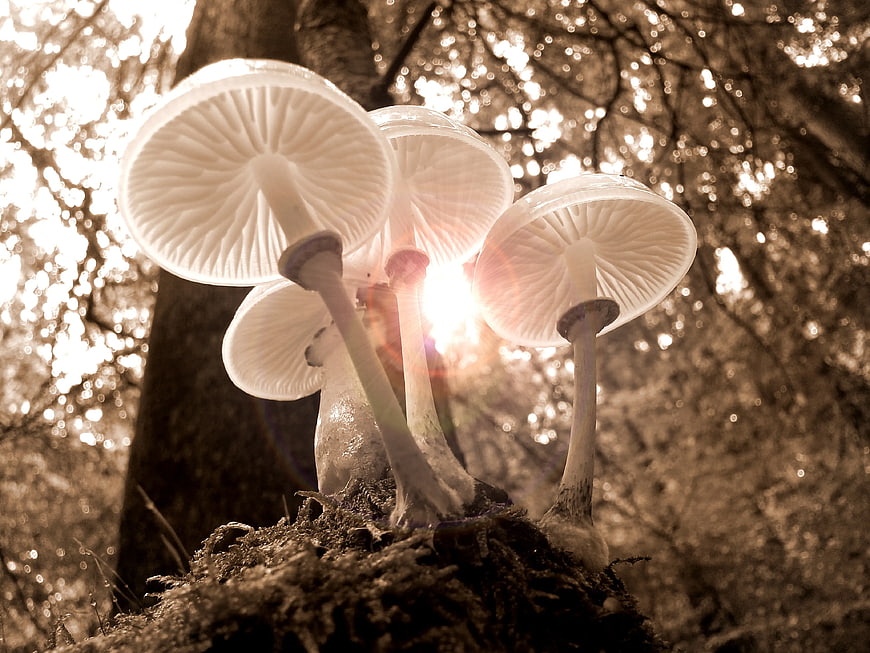 Low Angle View of White Mushrooms in Sepia Forest