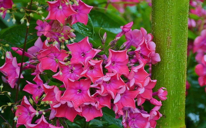 Vibrant Pink Plumbago Flowers with Raindrops