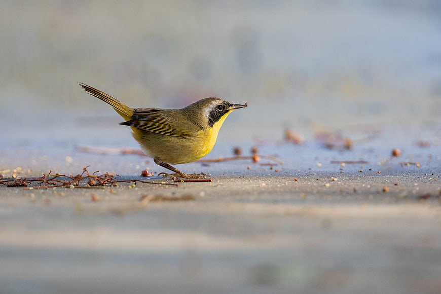 Common Yellowthroat Bird Foraging on Ground