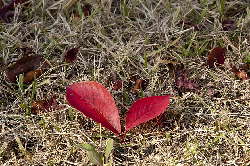 Vibrant red leaves on dry grass in autumn