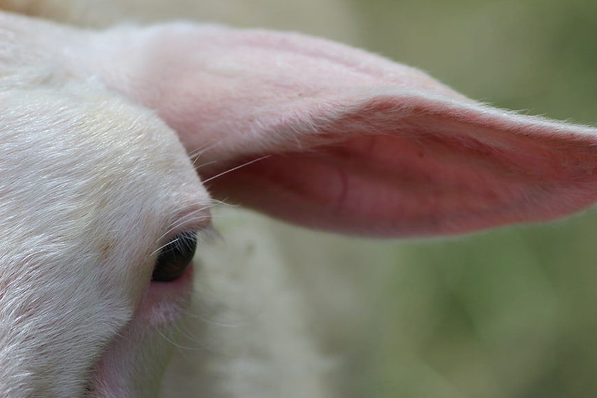 Close-up of a white lamb's eye and ear in a meadow