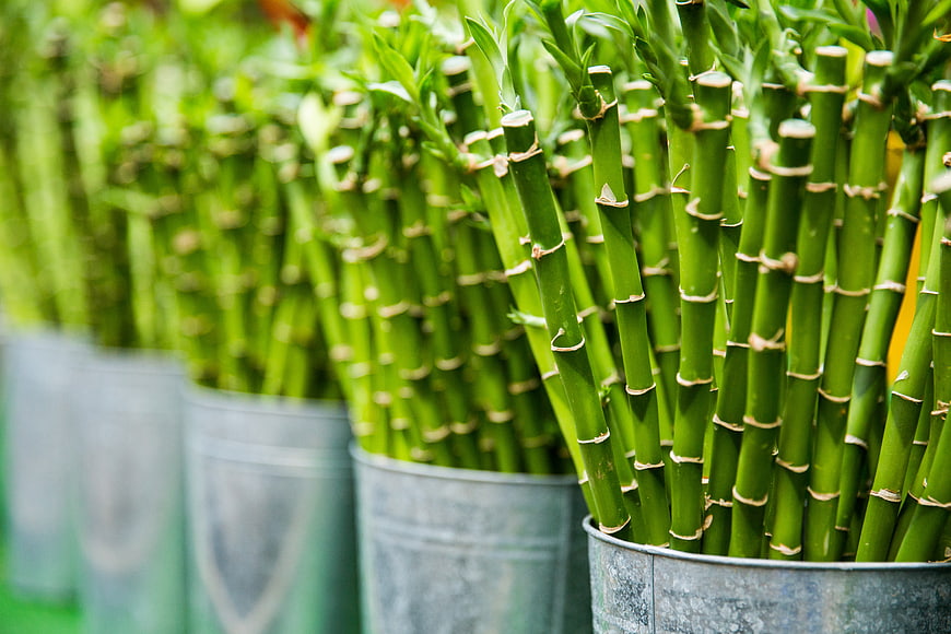 Row of Lucky Bamboo Plants in Metal Pots