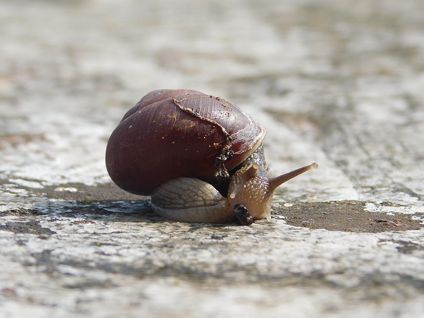 Close-up of a snail crawling on a textured stone surface