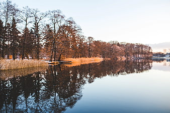 Serene winter lake with golden reeds and tree reflections